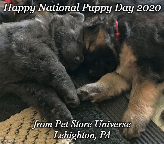 Puppy Love | Happy National Puppy Day 2020; from Pet Store Universe
Lehighton, PA | image tagged in puppy love | made w/ Imgflip meme maker