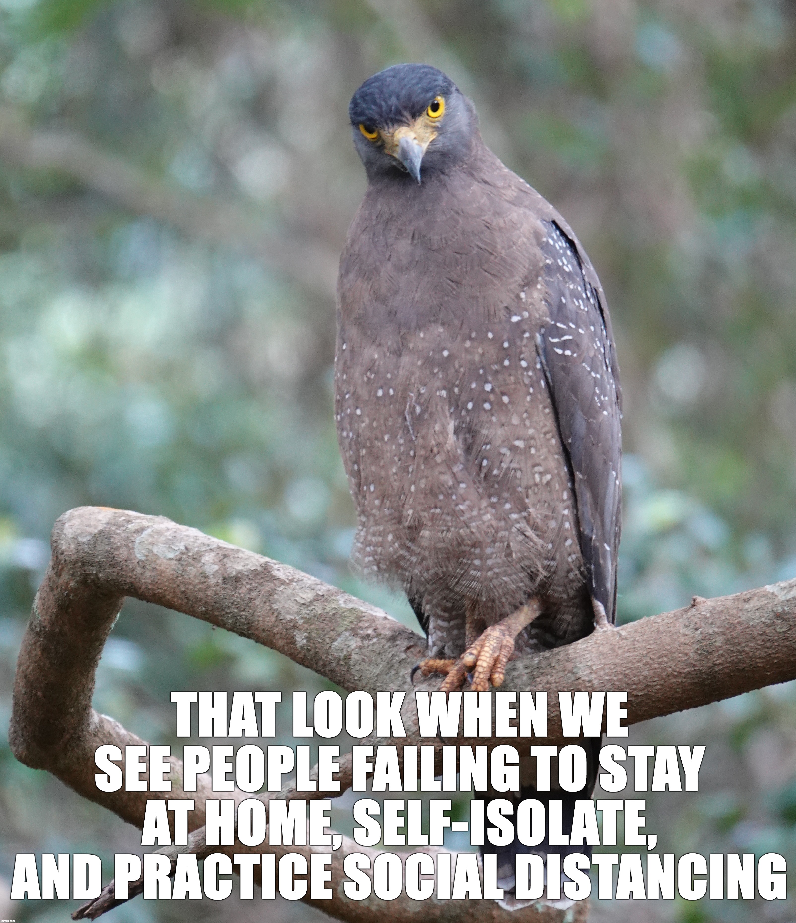 That look... | THAT LOOK WHEN WE SEE PEOPLE FAILING TO STAY AT HOME, SELF-ISOLATE, AND PRACTICE SOCIAL DISTANCING | image tagged in social distancing | made w/ Imgflip meme maker