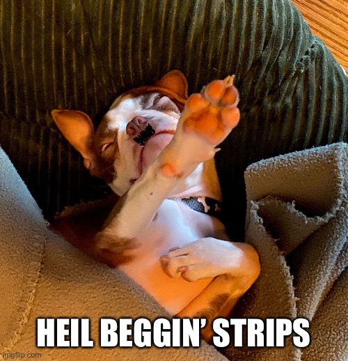 Heil Beggin’ Strips | HEIL BEGGIN’ STRIPS | image tagged in adolf hitler,dog | made w/ Imgflip meme maker