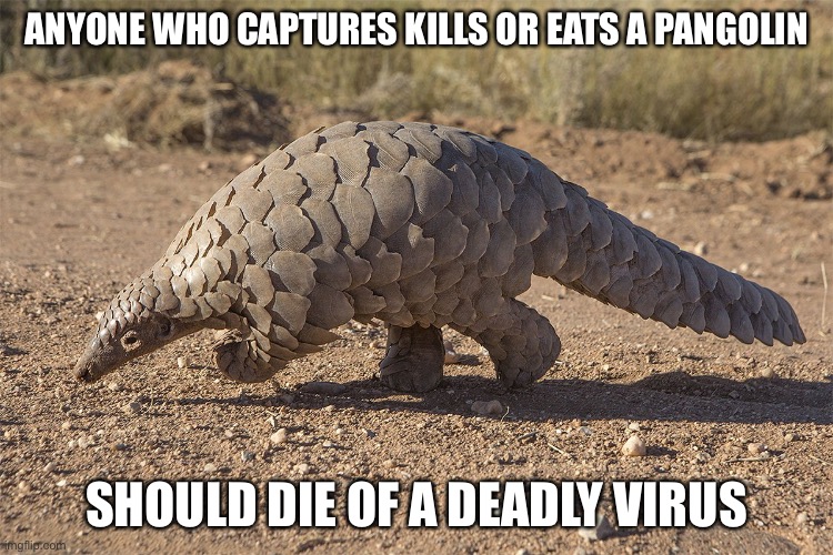 Pangolin casualty | ANYONE WHO CAPTURES KILLS OR EATS A PANGOLIN; SHOULD DIE OF A DEADLY VIRUS | image tagged in pangolin casualty | made w/ Imgflip meme maker