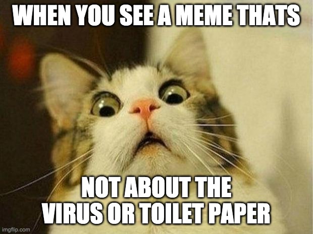 Scared Cat | WHEN YOU SEE A MEME THATS; NOT ABOUT THE VIRUS OR TOILET PAPER | image tagged in memes,scared cat | made w/ Imgflip meme maker