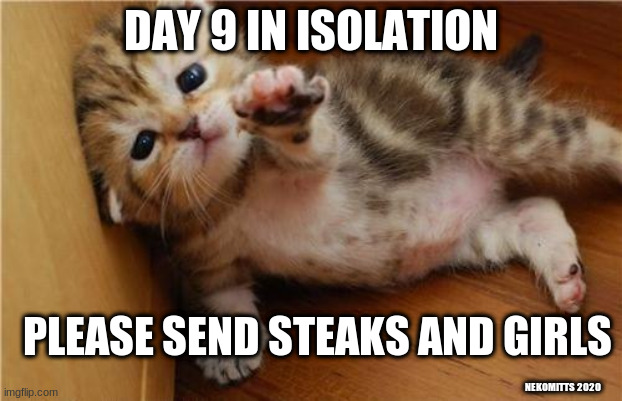 Steaks and Girls | DAY 9 IN ISOLATION; PLEASE SEND STEAKS AND GIRLS; NEKOMITTS 2020 | image tagged in help me kitten,kitten,coronavirus,isolation | made w/ Imgflip meme maker