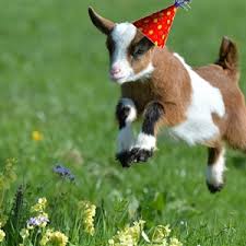 baby goat birthday Blank Meme Template