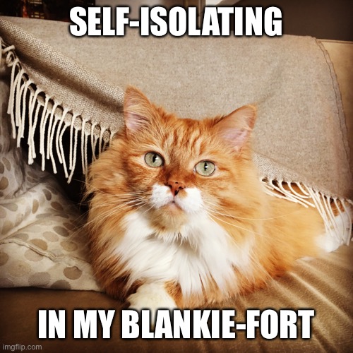 Oscar in his blankie-fort | SELF-ISOLATING; IN MY BLANKIE-FORT | image tagged in oscar,ozzy,blanket,covid-19 | made w/ Imgflip meme maker
