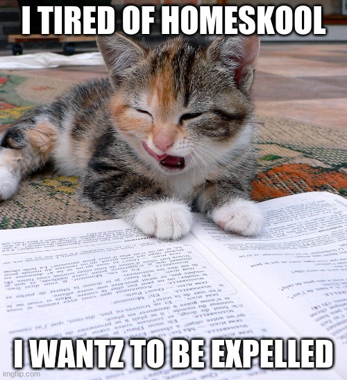 Homeschool Cat | I TIRED OF HOMESKOOL; I WANTZ TO BE EXPELLED | image tagged in homeschool,cat,coronavirus,reading,school,remote learning | made w/ Imgflip meme maker