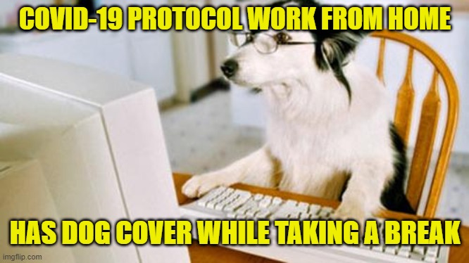 Working from home: My dog covers while I'm raiding the refrigerator and my productivity goes up 20%. Wait, what? | COVID-19 PROTOCOL WORK FROM HOME; HAS DOG COVER WHILE TAKING A BREAK | image tagged in dog computer,memes,coronavirus,work,social distancing,dog memes | made w/ Imgflip meme maker