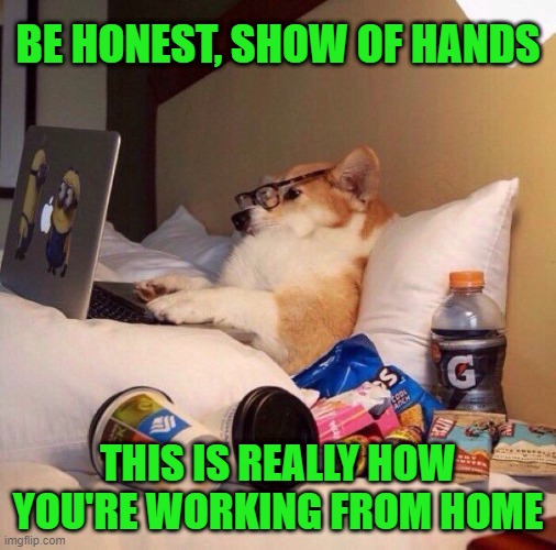 Working from home really means working from bed. |  BE HONEST, SHOW OF HANDS; THIS IS REALLY HOW YOU'RE WORKING FROM HOME | image tagged in lazy dog in bed,memes,work,coronavirus,social distancing | made w/ Imgflip meme maker