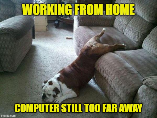 The laptop is just sooo far away. |  WORKING FROM HOME; COMPUTER STILL TOO FAR AWAY | image tagged in lazy dog,memes,social distancing,work,coronavirus,workplace | made w/ Imgflip meme maker