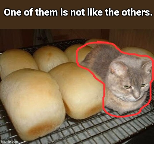 One of them is not like the others. | One of them is not like the others. | image tagged in cats,cat,funny,memes,bread,oven | made w/ Imgflip meme maker