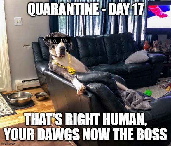 Quarantine Boss | QUARANTINE - DAY 17; THAT'S RIGHT HUMAN, YOUR DAWGS NOW THE BOSS | image tagged in dog,quarantine,funny,boss | made w/ Imgflip meme maker