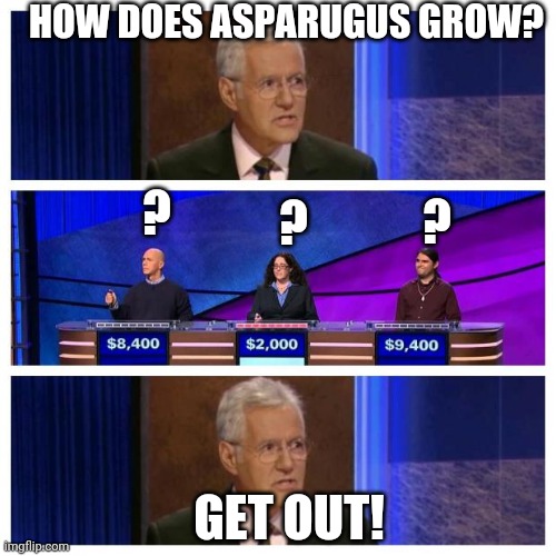 Jeopardy | HOW DOES ASPARUGUS GROW? ? ? ? GET OUT! | image tagged in jeopardy | made w/ Imgflip meme maker