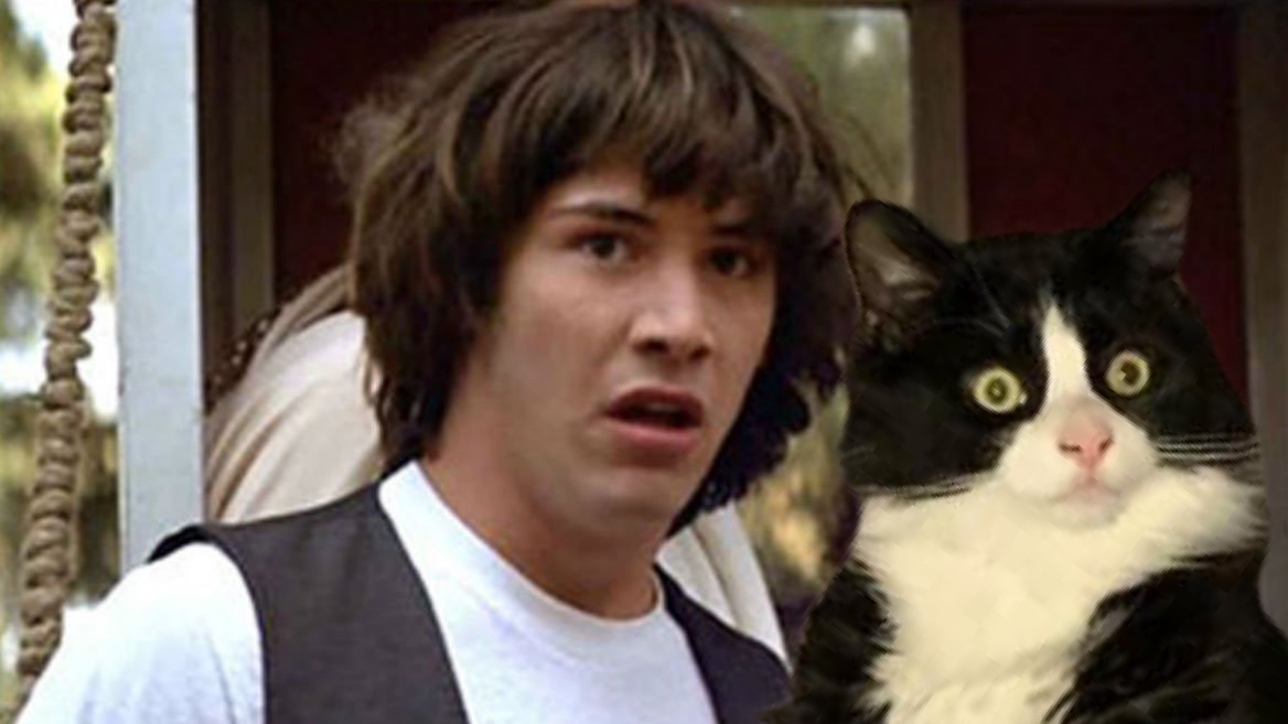 Confused Keanu and Cat Blank Meme Template