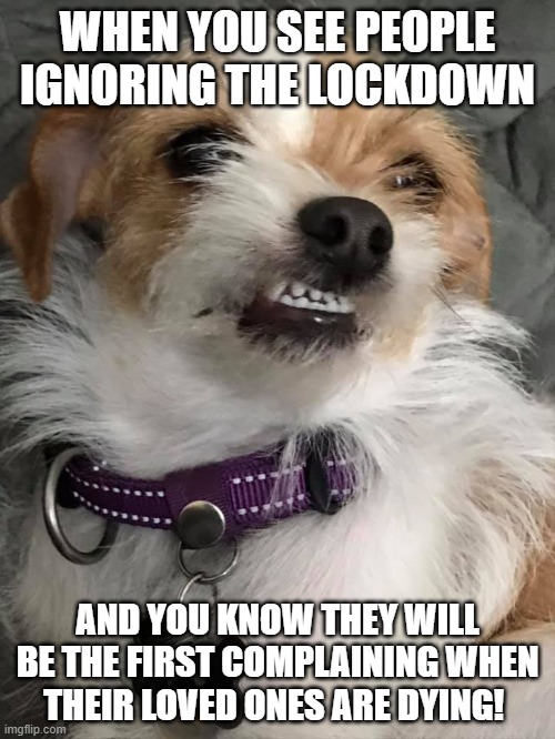 Snarky dog | WHEN YOU SEE PEOPLE IGNORING THE LOCKDOWN; AND YOU KNOW THEY WILL BE THE FIRST COMPLAINING WHEN THEIR LOVED ONES ARE DYING! | image tagged in snarky dog | made w/ Imgflip meme maker