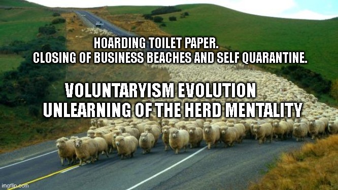 sheep | HOARDING TOILET PAPER.                CLOSING OF BUSINESS BEACHES AND SELF QUARANTINE. VOLUNTARYISM EVOLUTION          UNLEARNING OF THE HERD MENTALITY | image tagged in sheep | made w/ Imgflip meme maker