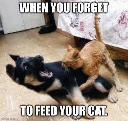 Cat Dog Fight | WHEN YOU FORGET; TO FEED YOUR CAT. | image tagged in cat dog fight | made w/ Imgflip meme maker