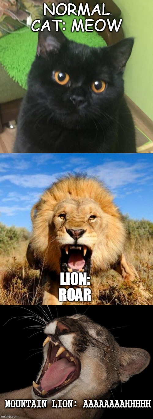 NORMAL CAT: MEOW; LION: ROAR; MOUNTAIN LION: AAAAAAAAHHHHH | image tagged in carp the hungry cat | made w/ Imgflip meme maker