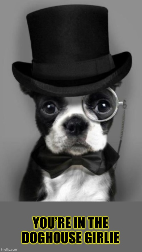 dog with top hat | YOU’RE IN THE DOGHOUSE GIRLIE | image tagged in dog with top hat | made w/ Imgflip meme maker