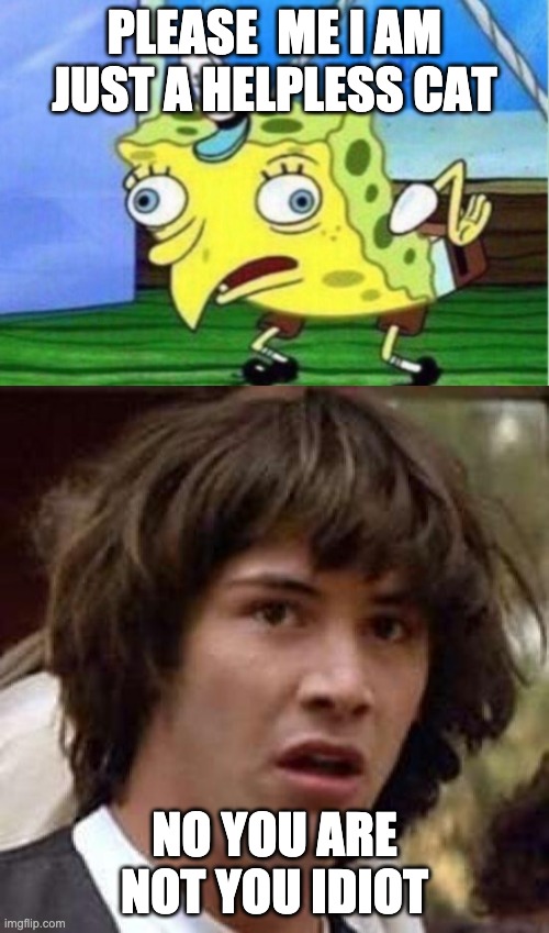 PLEASE  ME I AM JUST A HELPLESS CAT; NO YOU ARE NOT YOU IDIOT | image tagged in memes,conspiracy keanu,mocking spongebob | made w/ Imgflip meme maker