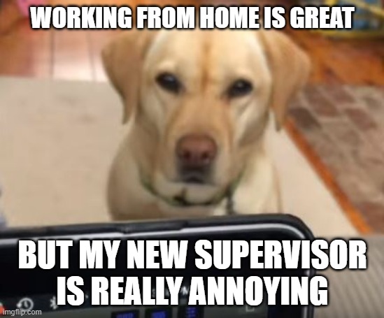 working from home |  WORKING FROM HOME IS GREAT; BUT MY NEW SUPERVISOR IS REALLY ANNOYING | image tagged in working from home | made w/ Imgflip meme maker