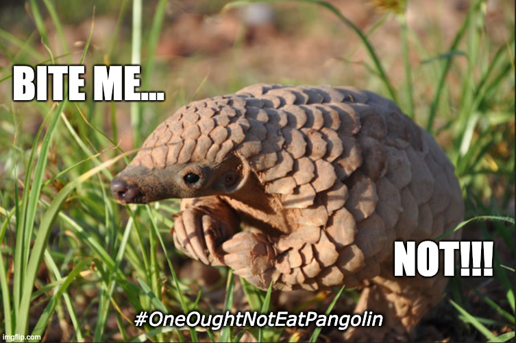 Pangolin should not be consumed | BITE ME... NOT!!! #OneOughtNotEatPangolin | image tagged in coronavirus | made w/ Imgflip meme maker