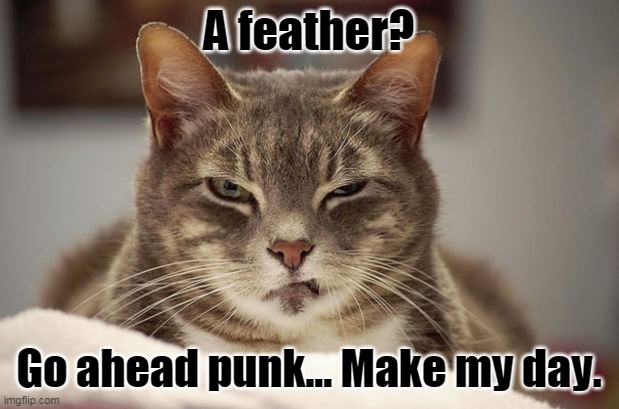 Clint Flufwood | A feather? Go ahead punk... Make my day. | image tagged in smug cat,clint eastwood,cat,funny memes,funny | made w/ Imgflip meme maker