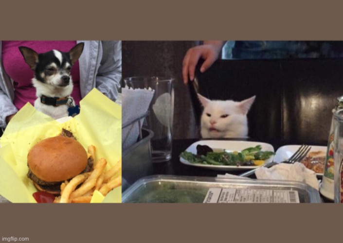 Dog vs Cat | image tagged in salad cat | made w/ Imgflip meme maker