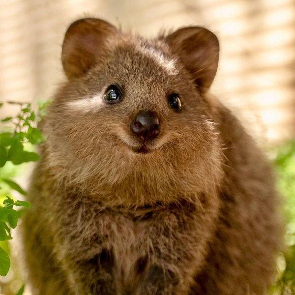 Helpful Quokka Blank Meme Template