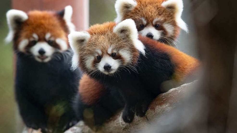 High Quality Scolding Red Pandas Blank Meme Template