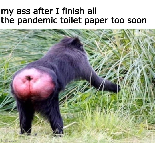 my ass after I finish all the pandemic toilet paper too soon | image tagged in coronavirus,pandemic,toilet paper | made w/ Imgflip meme maker