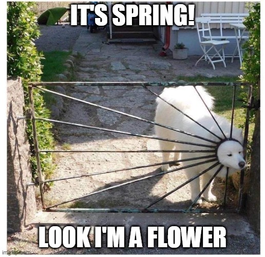. | IT'S SPRING! LOOK I'M A FLOWER | image tagged in spring,dog,flower,wtf,fail | made w/ Imgflip meme maker