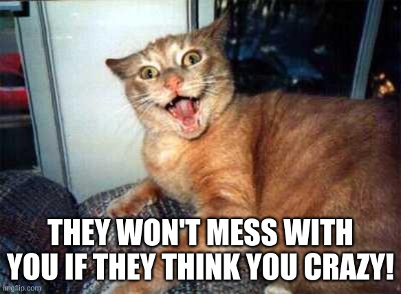 crazy cat | THEY WON'T MESS WITH YOU IF THEY THINK YOU CRAZY! | image tagged in crazy cat | made w/ Imgflip meme maker