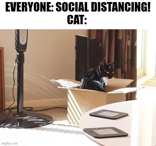 Social distancing - cats have been doing this for years. | EVERYONE: SOCIAL DISTANCING!
CAT: | image tagged in covid-19,covid19,covid 19,coronavirus,corona virus,funny | made w/ Imgflip meme maker