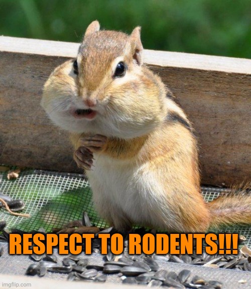 Respect to Rodents | RESPECT TO RODENTS!!! | image tagged in chipmunk,respect,rodents,woodchuck | made w/ Imgflip meme maker
