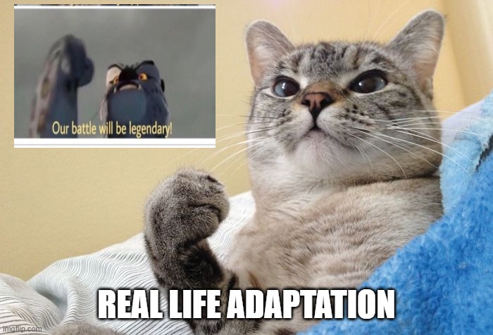 Success Cat | REAL LIFE ADAPTATION | image tagged in success cat | made w/ Imgflip meme maker