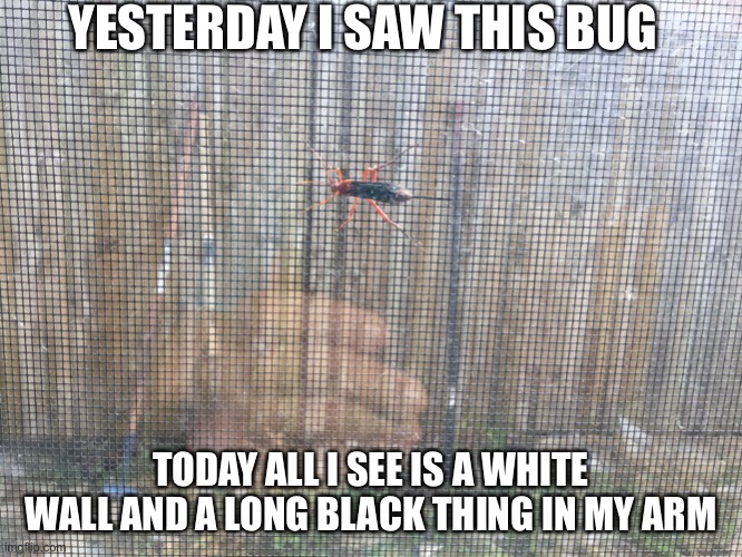 Bug | YESTERDAY I SAW THIS BUG; TODAY ALL I SEE IS A WHITE WALL AND A LONG BLACK THING IN MY ARM | image tagged in bug | made w/ Imgflip meme maker