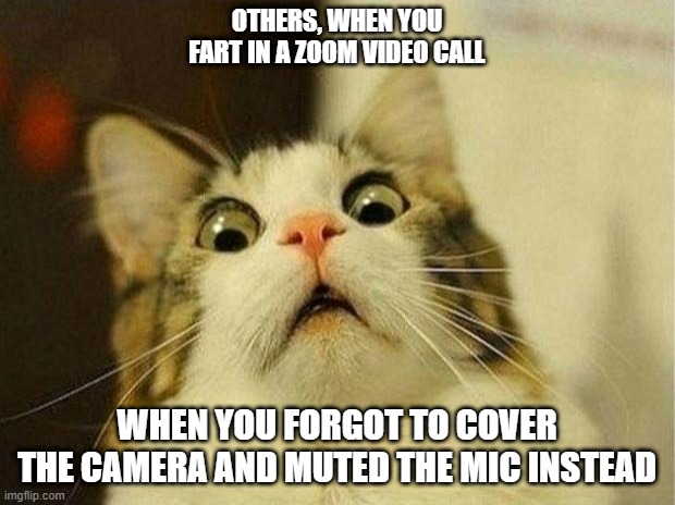 Scared Cat | OTHERS, WHEN YOU FART IN A ZOOM VIDEO CALL; WHEN YOU FORGOT TO COVER THE CAMERA AND MUTED THE MIC INSTEAD | image tagged in memes,scared cat | made w/ Imgflip meme maker