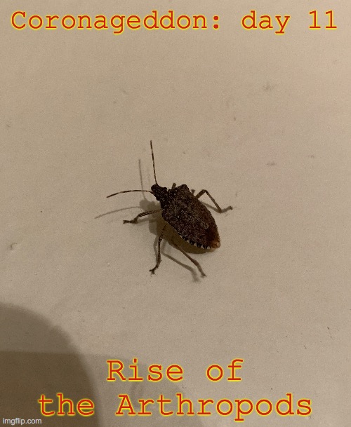 Stink bug | Coronageddon: day 11; Rise of the Arthropods | image tagged in bugs | made w/ Imgflip meme maker