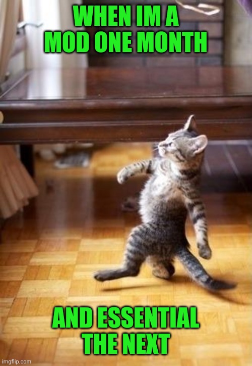 Cool Cat Stroll | WHEN IM A MOD ONE MONTH; AND ESSENTIAL THE NEXT | image tagged in memes,cool cat stroll | made w/ Imgflip meme maker