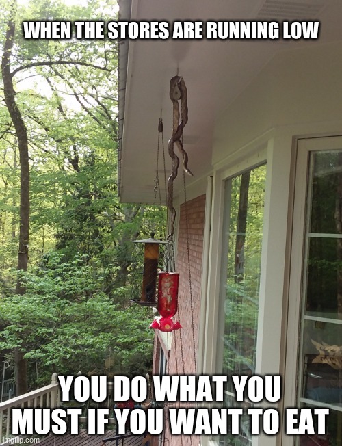 A fella has to eat | WHEN THE STORES ARE RUNNING LOW; YOU DO WHAT YOU MUST IF YOU WANT TO EAT | image tagged in hungry snake,a fella has to eat,hungry snake waiting on a meal,watch out birdy,surprise,stay home | made w/ Imgflip meme maker
