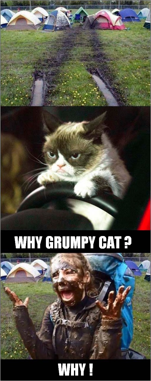 Grumpys 'Emergency' Self Isolation | WHY GRUMPY CAT ? WHY ! | image tagged in fun,grumpy cat,self isolation | made w/ Imgflip meme maker