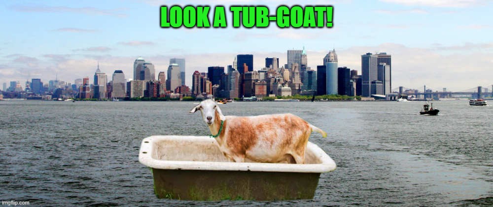 new York harbor tub-goat | LOOK A TUB-GOAT! | image tagged in tub-goat,tub,goat | made w/ Imgflip meme maker