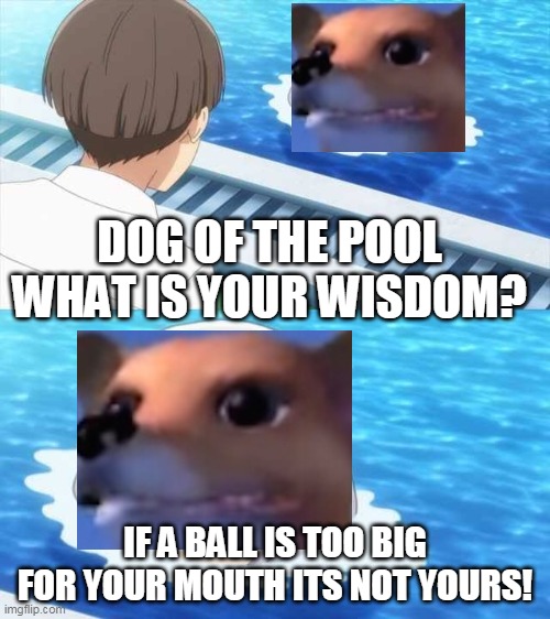 Senpai Of The Pool | DOG OF THE POOL WHAT IS YOUR WISDOM? IF A BALL IS TOO BIG FOR YOUR MOUTH ITS NOT YOURS! | image tagged in senpai of the pool | made w/ Imgflip meme maker
