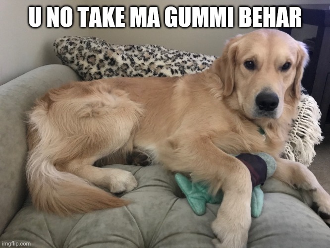 Doggo no take toy | U NO TAKE MA GUMMI BEHAR | image tagged in doggo no take toy | made w/ Imgflip meme maker
