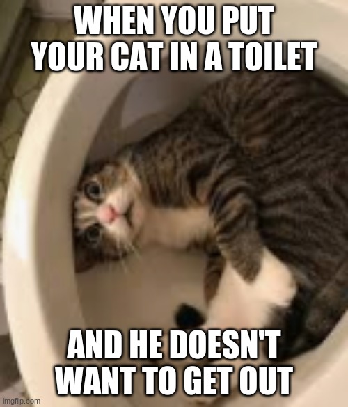 Cat and toilet meet | WHEN YOU PUT YOUR CAT IN A TOILET; AND HE DOESN'T WANT TO GET OUT | image tagged in funny cats | made w/ Imgflip meme maker