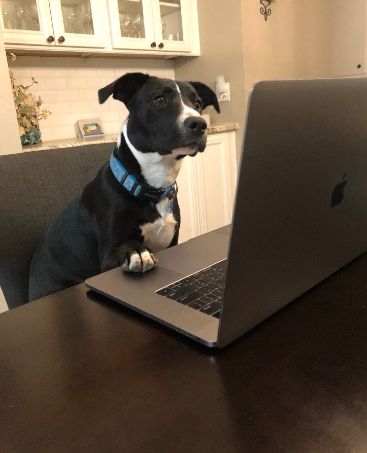 High Quality WFH Dog Blank Meme Template