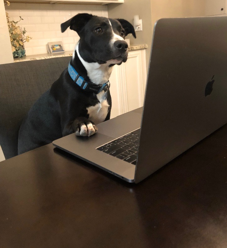 Work from home dog Blank Meme Template