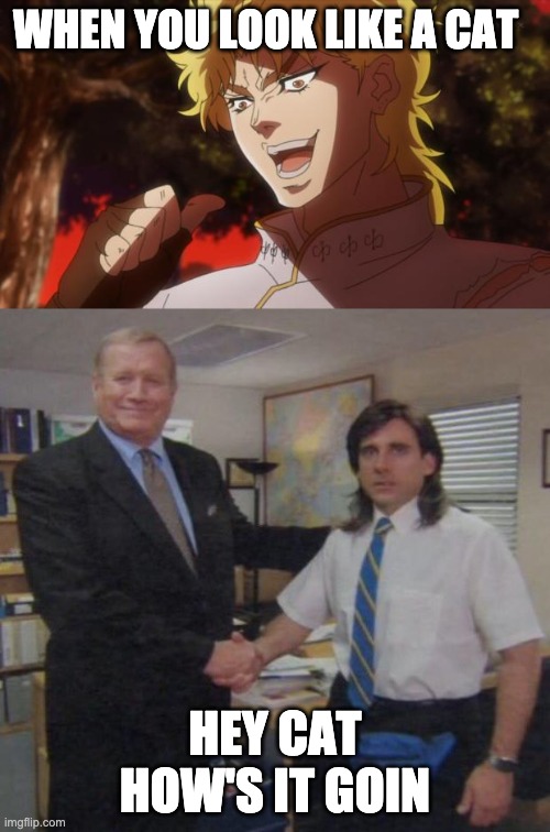 WHEN YOU LOOK LIKE A CAT; HEY CAT HOW'S IT GOIN | image tagged in but it was me dio,the office congratulations | made w/ Imgflip meme maker