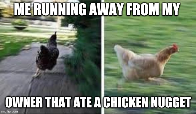 running chicken | ME RUNNING AWAY FROM MY; OWNER THAT ATE A CHICKEN NUGGET | image tagged in running chicken | made w/ Imgflip meme maker