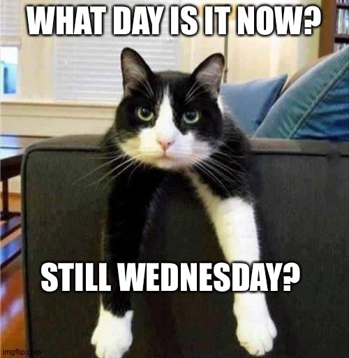 Losing track of time |  WHAT DAY IS IT NOW? STILL WEDNESDAY? | image tagged in grumpy cat | made w/ Imgflip meme maker