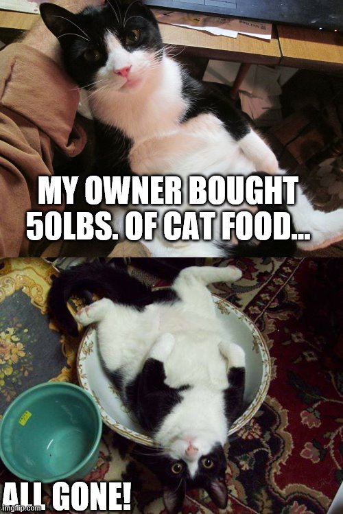MY OWNER BOUGHT 50LBS. OF CAT FOOD... ALL GONE! | image tagged in funny,cat,coronavirus,fat cat | made w/ Imgflip meme maker